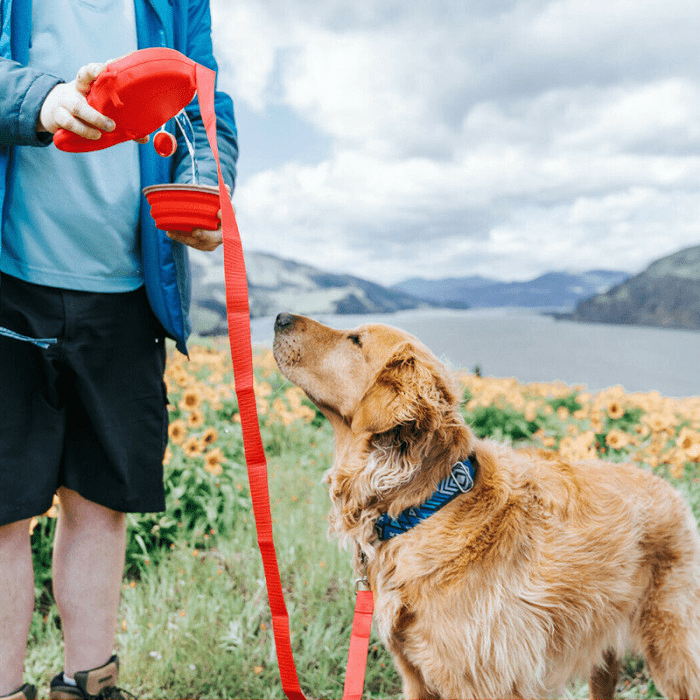 Multifunctional Dog Leash